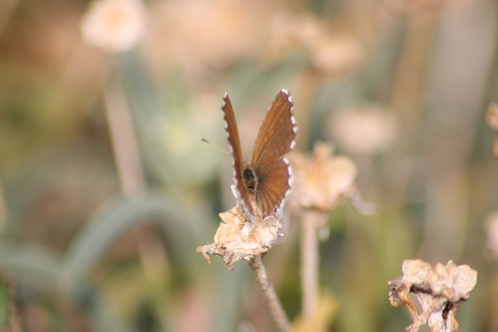 Farfalle da ID